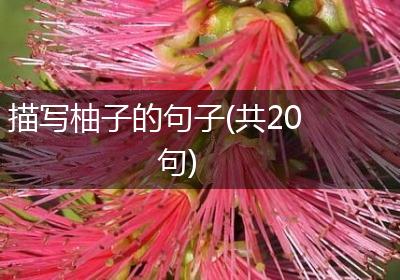 描写柚子的句子(共20句)