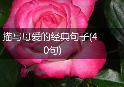 描写母爱的经典句子(40句)