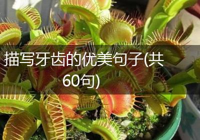 描写牙齿的优美句子(共60句)