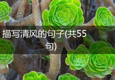 描写清风的句子(共55句)