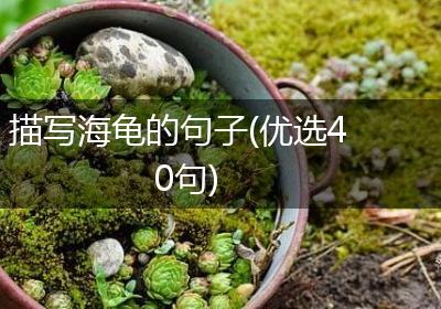 描写海龟的句子(优选40句)