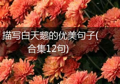 描写白天鹅的优美句子(合集12句)