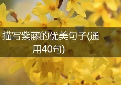描写紫藤的优美句子(通用40句)