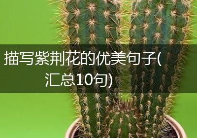 描写紫荆花的优美句子(汇总10句)