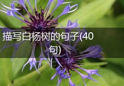描写白杨树的句子(40句)