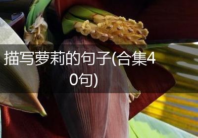 描写萝莉的句子(合集40句)