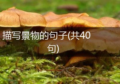 描写景物的句子(共40句)