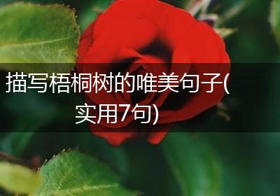 描写梧桐树的唯美句子(实用7句)