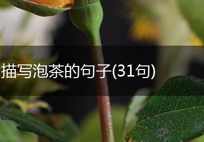 描写泡茶的句子(31句)