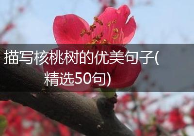 描写核桃树的优美句子(精选50句)