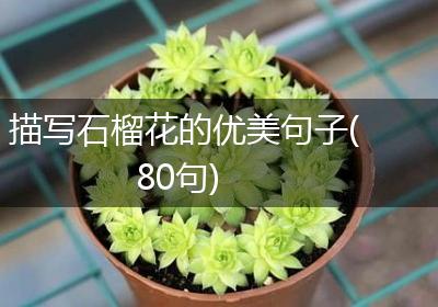 描写石榴花的优美句子(80句)