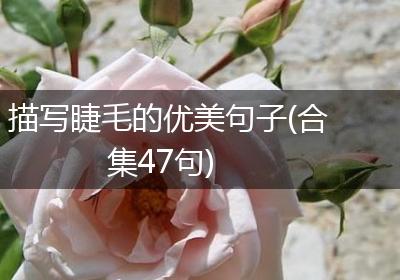 描写睫毛的优美句子(合集47句)