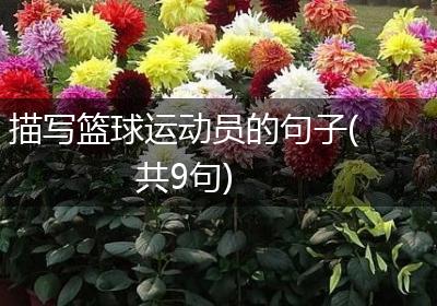 描写篮球运动员的句子(共9句)