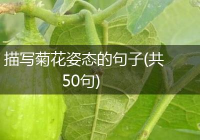 描写菊花姿态的句子(共50句)