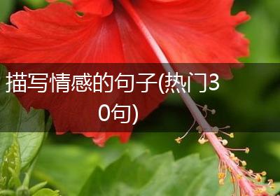 描写情感的句子(热门30句)