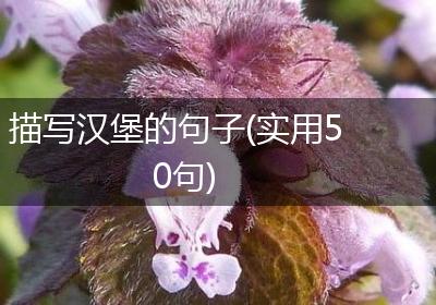 描写汉堡的句子(实用50句)