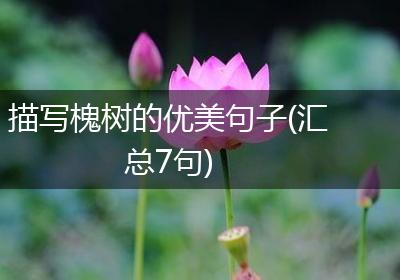 描写槐树的优美句子(汇总7句)