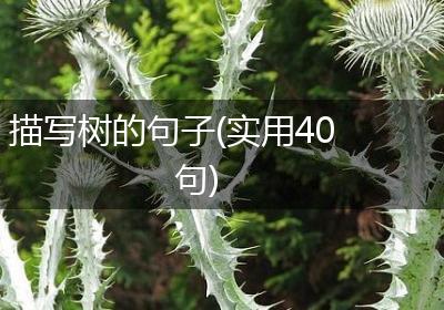 描写树的句子(实用40句)