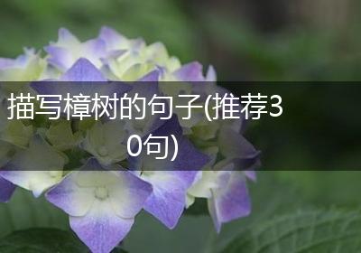 描写樟树的句子(推荐30句)