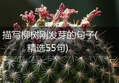描写柳树刚发芽的句子(精选55句)