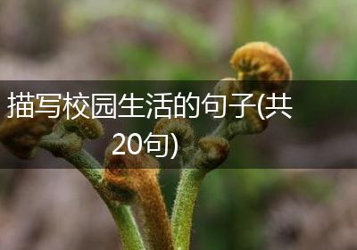 描写校园生活的句子(共20句)