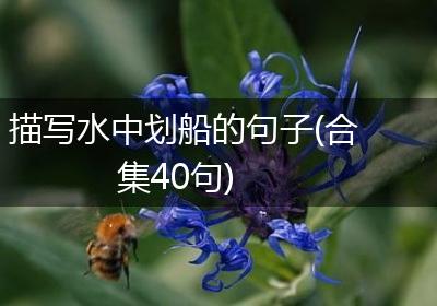 描写水中划船的句子(合集40句)
