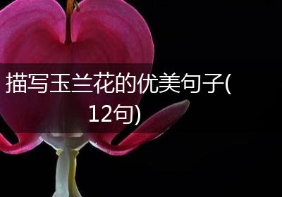 描写玉兰花的优美句子(12句)