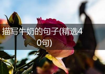 描写牛奶的句子(精选40句)