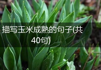 描写玉米成熟的句子(共40句)