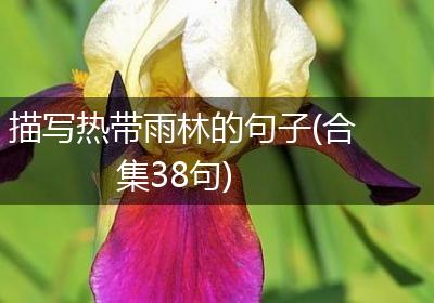 描写热带雨林的句子(合集38句)