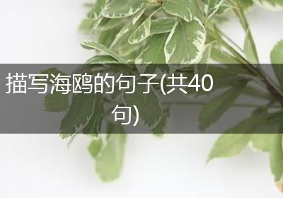 描写海鸥的句子(共40句)