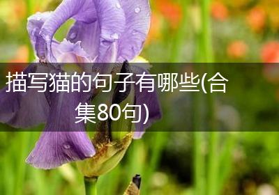 描写猫的句子有哪些(合集80句)