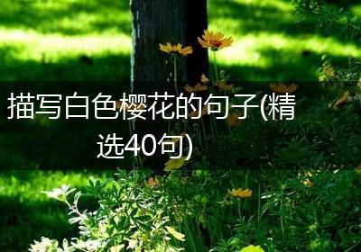 描写白色樱花的句子(精选40句)