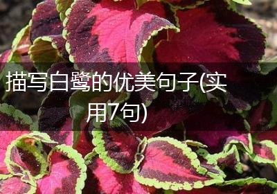 描写白鹭的优美句子(实用7句)