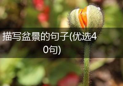 描写盆景的句子(优选40句)