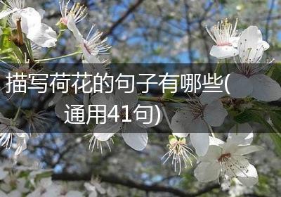 描写荷花的句子有哪些(通用41句)