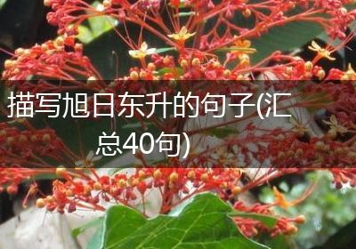 描写旭日东升的句子(汇总40句)
