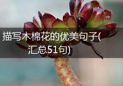 描写木棉花的优美句子(汇总51句)