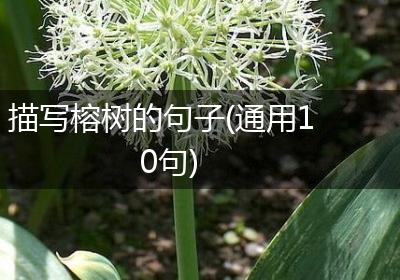 描写榕树的句子(通用10句)