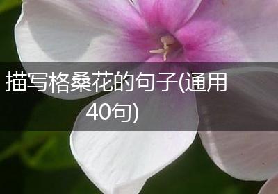 描写格桑花的句子(通用40句)