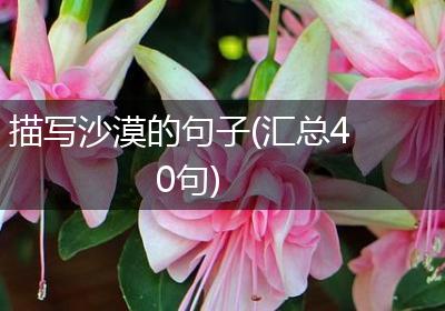 描写沙漠的句子(汇总40句)