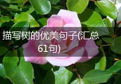 描写树的优美句子(汇总61句)