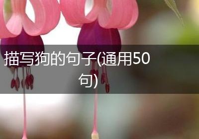 描写狗的句子(通用50句)