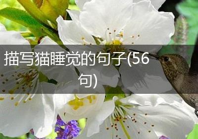 描写猫睡觉的句子(56句)