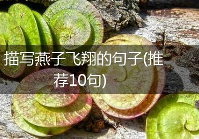描写燕子飞翔的句子(推荐10句)
