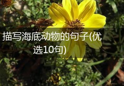 描写海底动物的句子(优选10句)