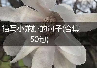 描写小龙虾的句子(合集50句)