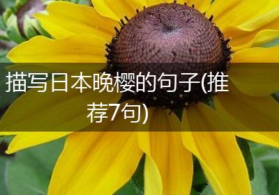 描写日本晚樱的句子(推荐7句)