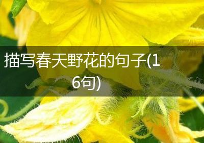 描写春天野花的句子(16句)