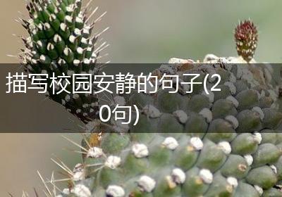 描写校园安静的句子(20句)